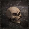 Skull – Bone White