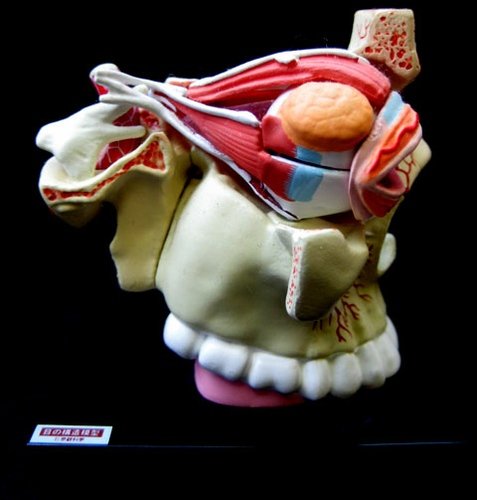 The Human Anatomy in Color figure, produced by Yujin. Front view.