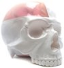 Skull Head 1/1 - 1/4 clear